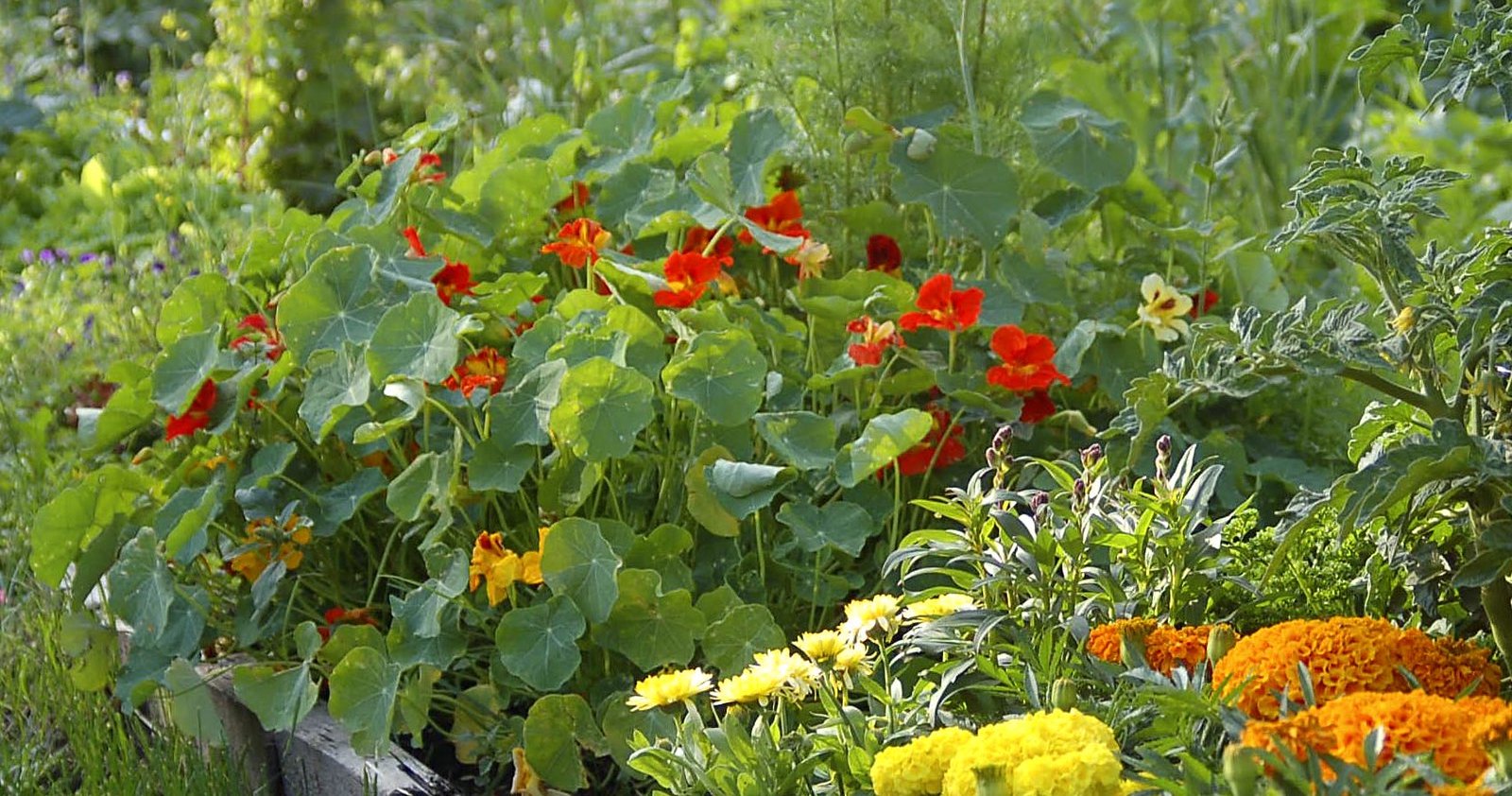 Companion Planting for More Fruitful and Sustainable At-Home Food Production