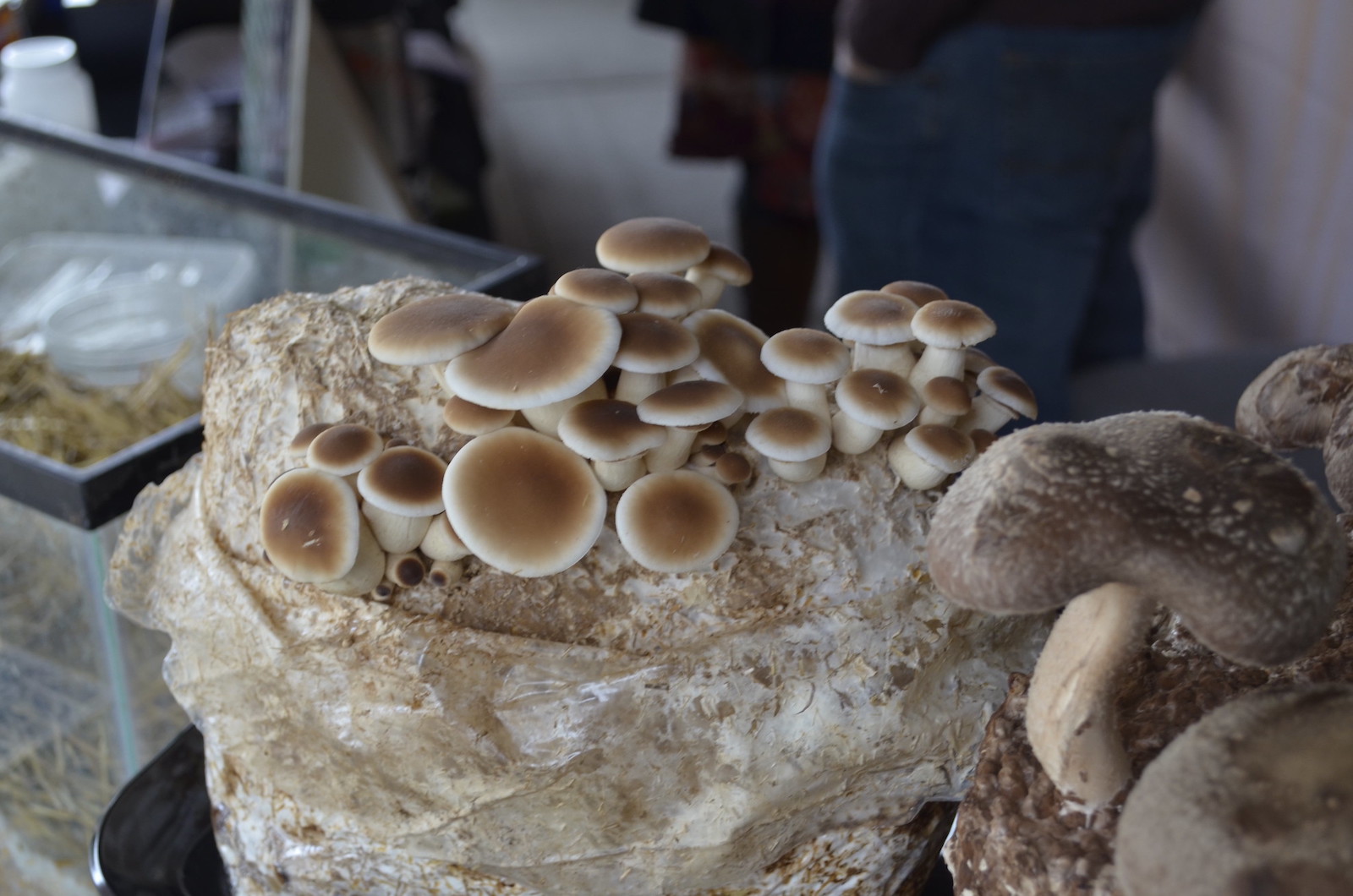Why growing fungi at home is beginning to mushroom, Fungi