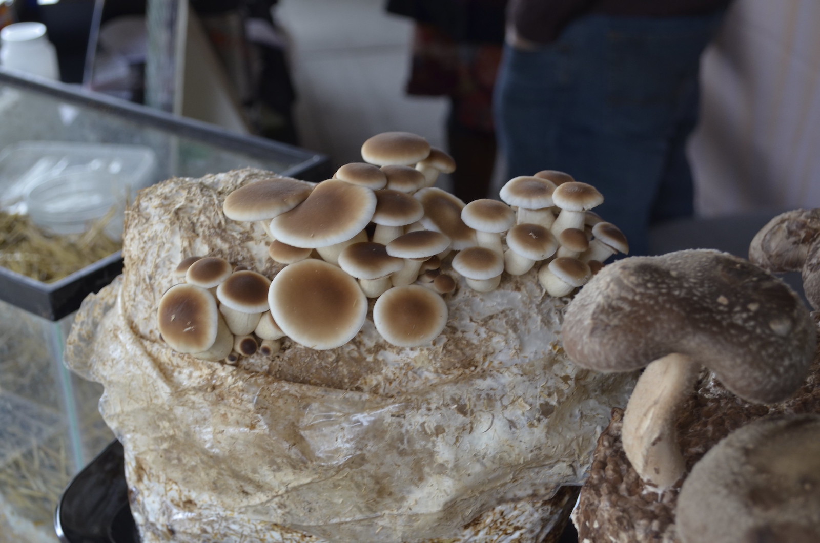 A Quick Guide To Growing Mushrooms At Home Sustainable America a-quick-guide-to-growing-mushrooms-at-home-sustainable-america
