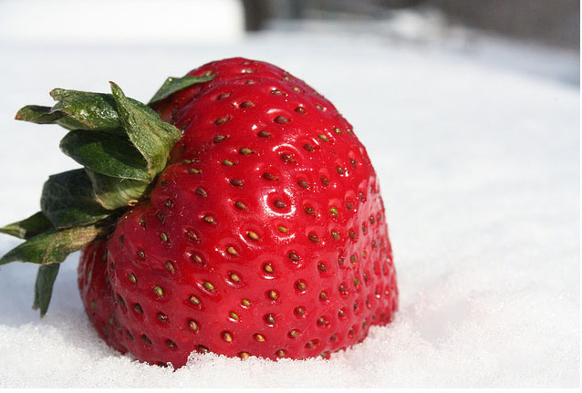 How Do Strawberries Fruit In Winter