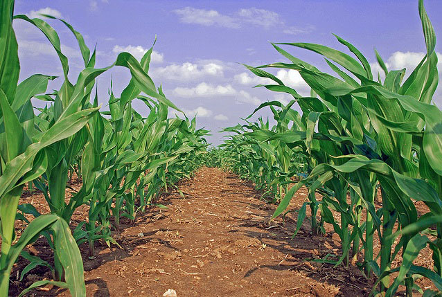Corn Belt farmland prices soar