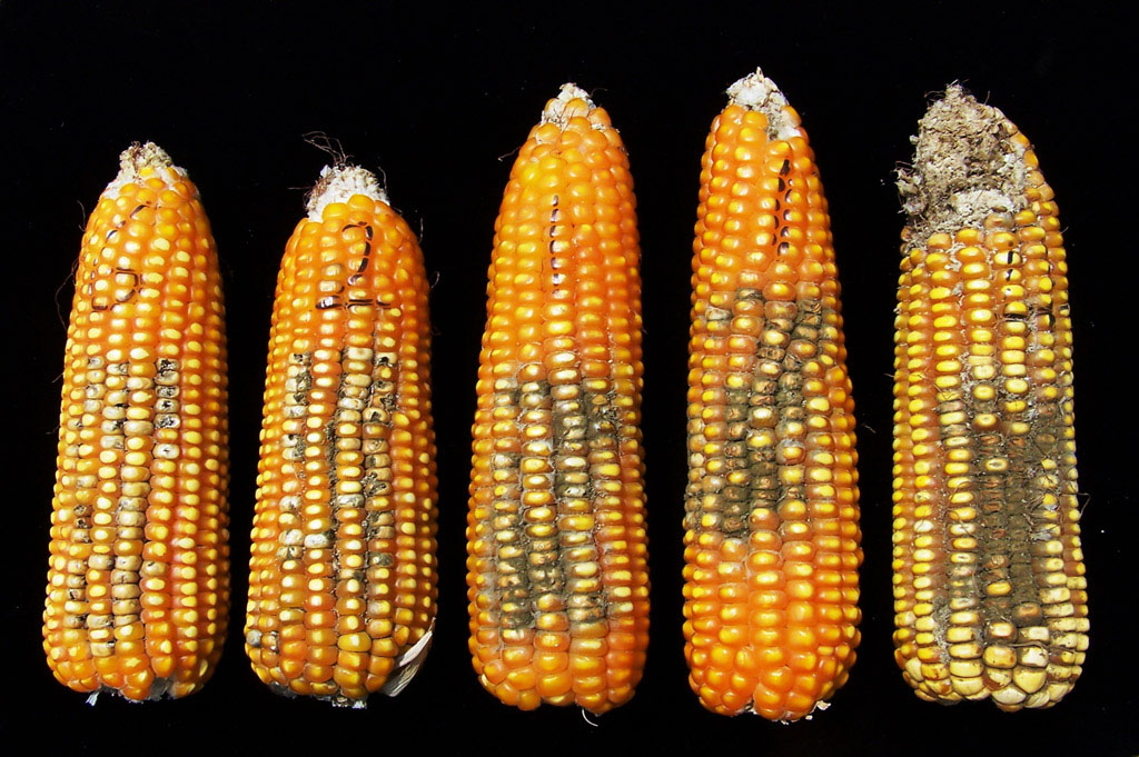 Deadly Fungus Affects 2012 Corn Crops