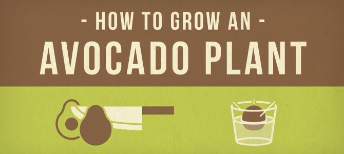 How to Grow an Avocado Plant