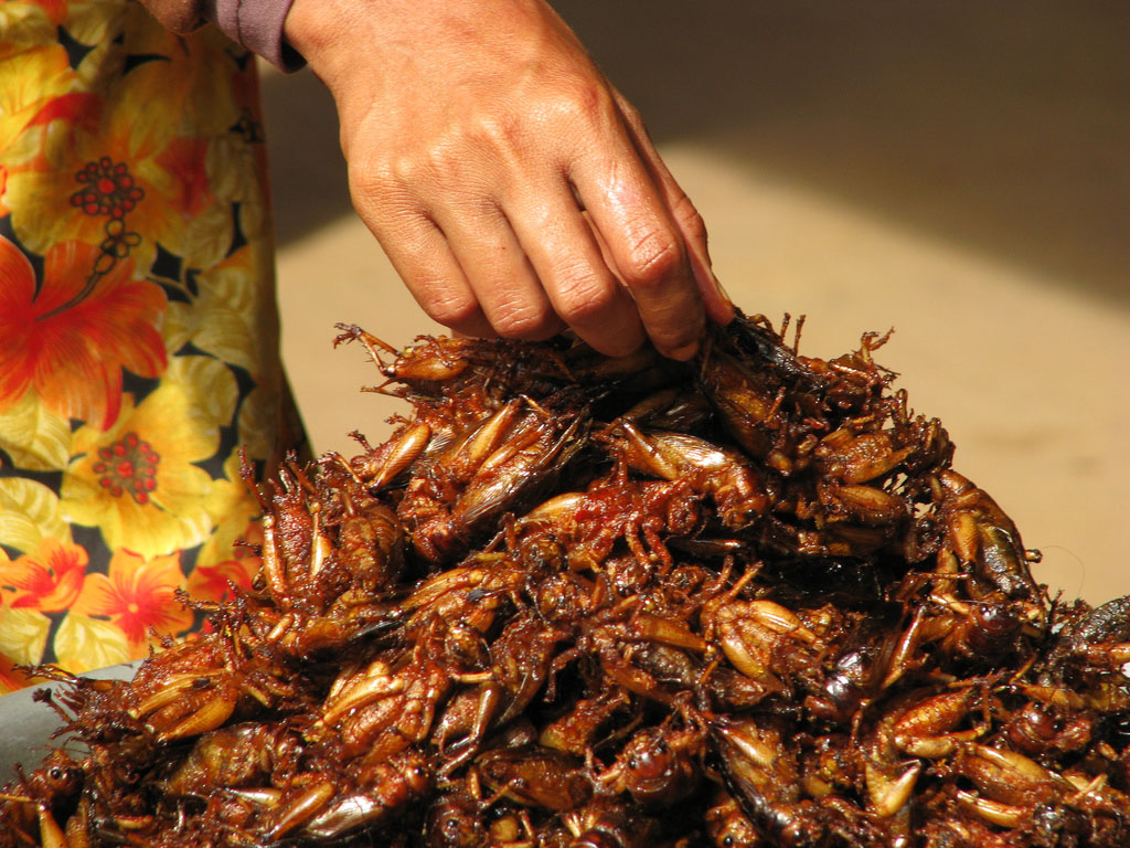 Will Insects Save Our Food Supply?