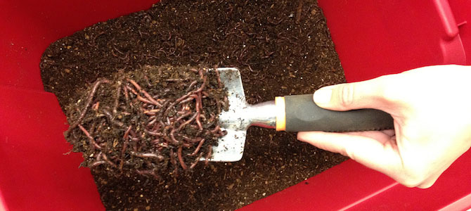 Compost Q&A: Troubleshooting the Worm Bin
