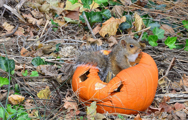 Squirrel in a pumpkin