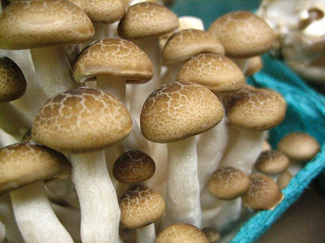 Mushrooms