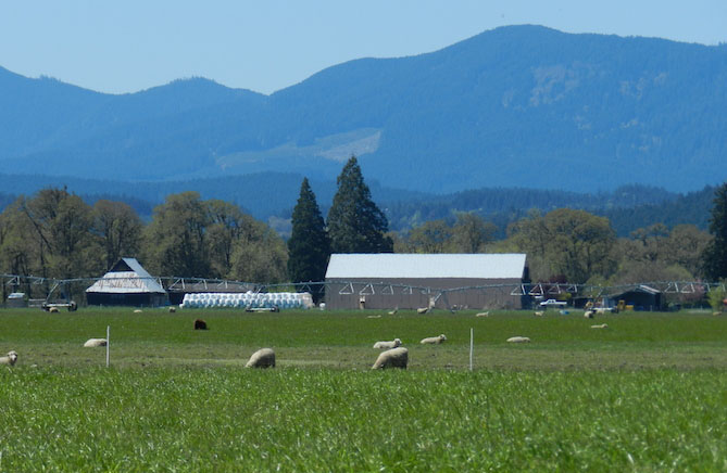 Sheep Grazing at Vitality Farms in Oregon