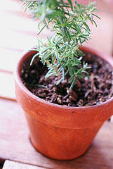 Rosemary plant