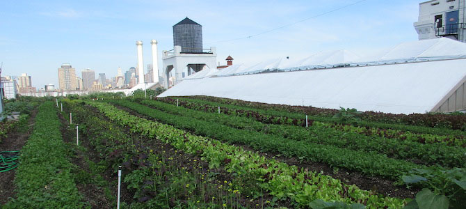 High-Rise Urban Farming