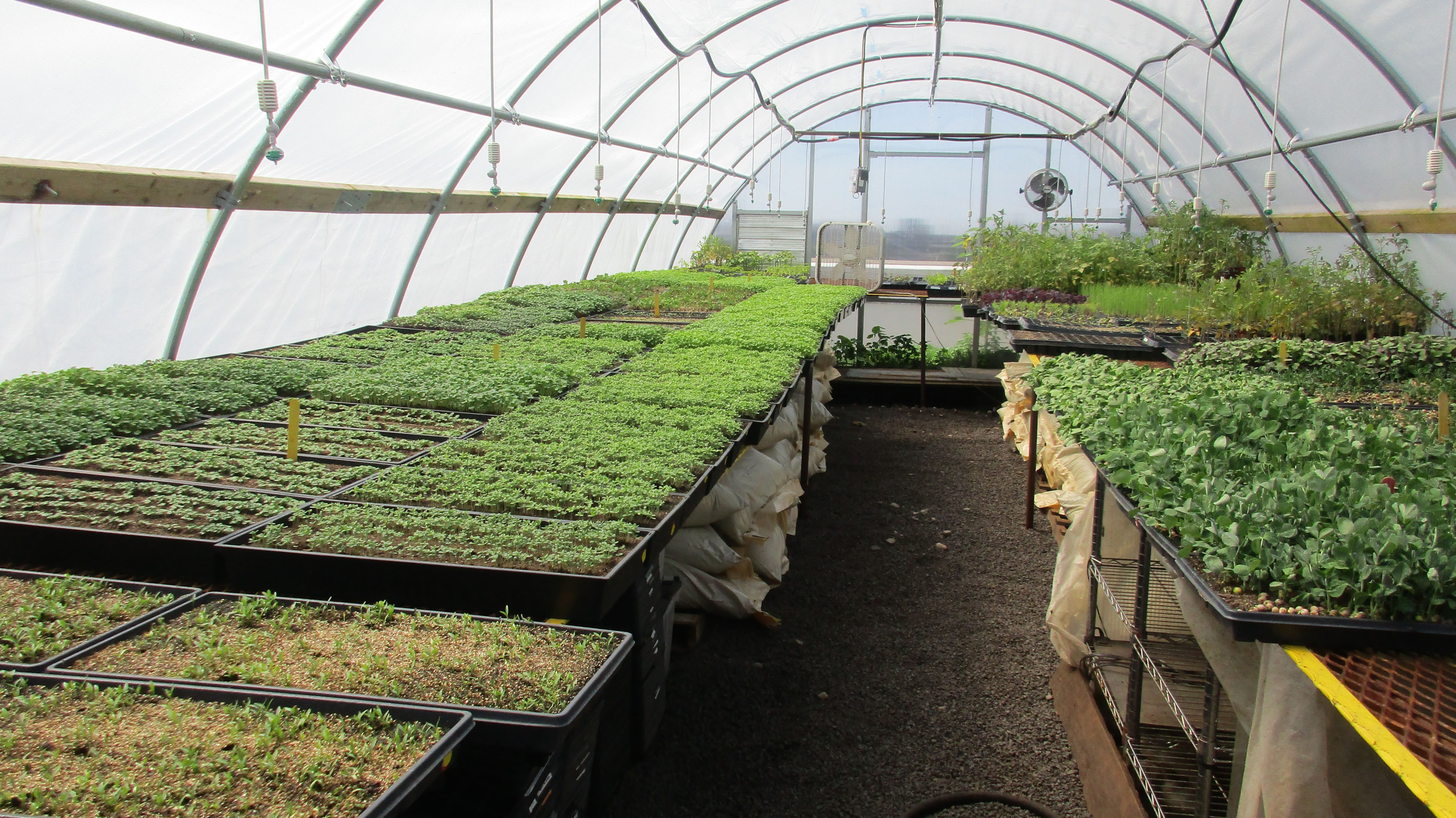 Greenhouse at Brooklyn Grange