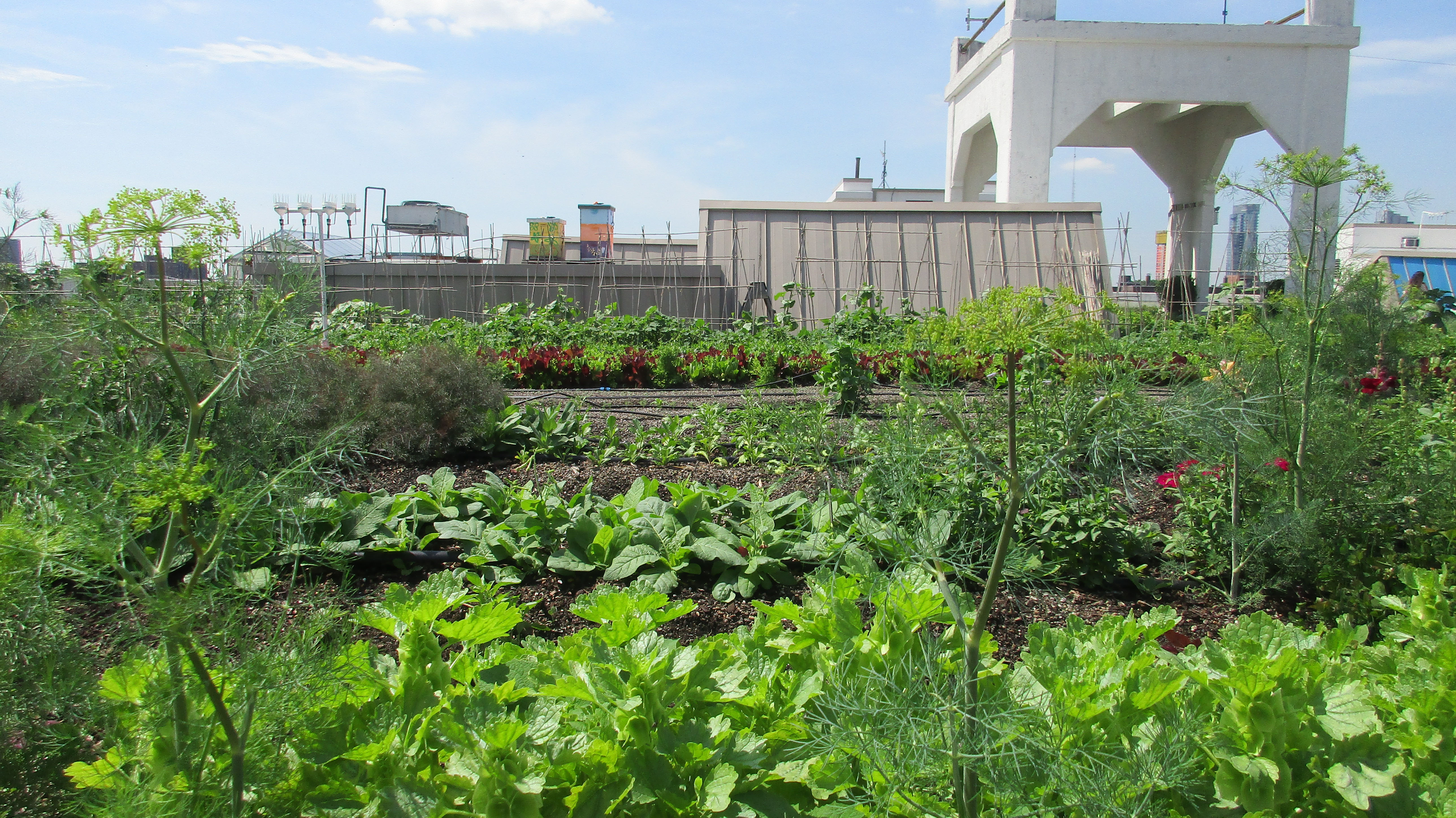 The view at Brooklyn Grange urban farm