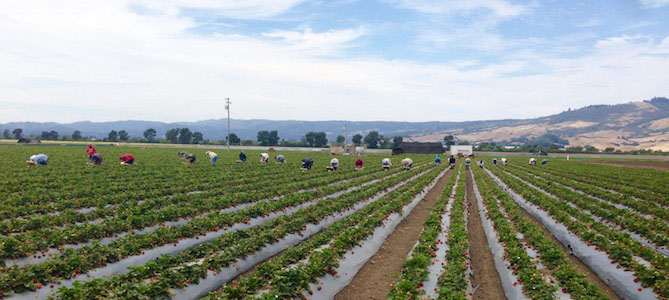 How Fertilizer Made from Food Waste Can Help Drought-Stricken Farms