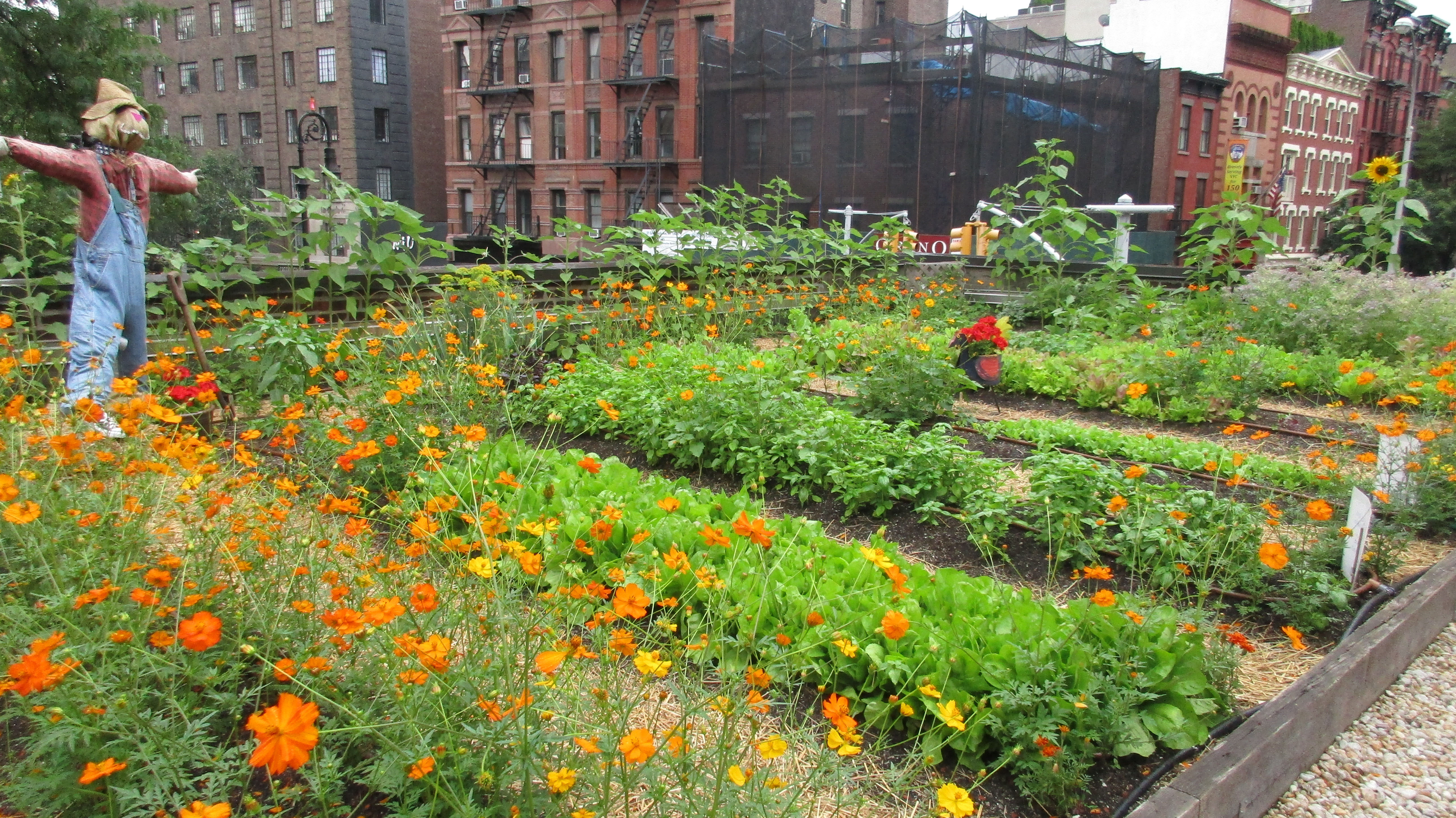 Rosemary's rooftop garden