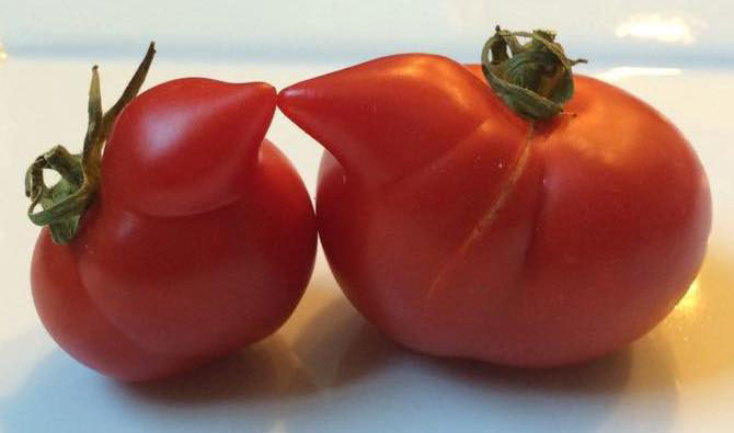 Tomatos from @UglyFruitAndVeg