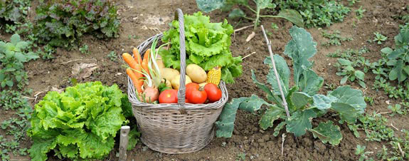 Grow extra vegetables to donate to food pantries