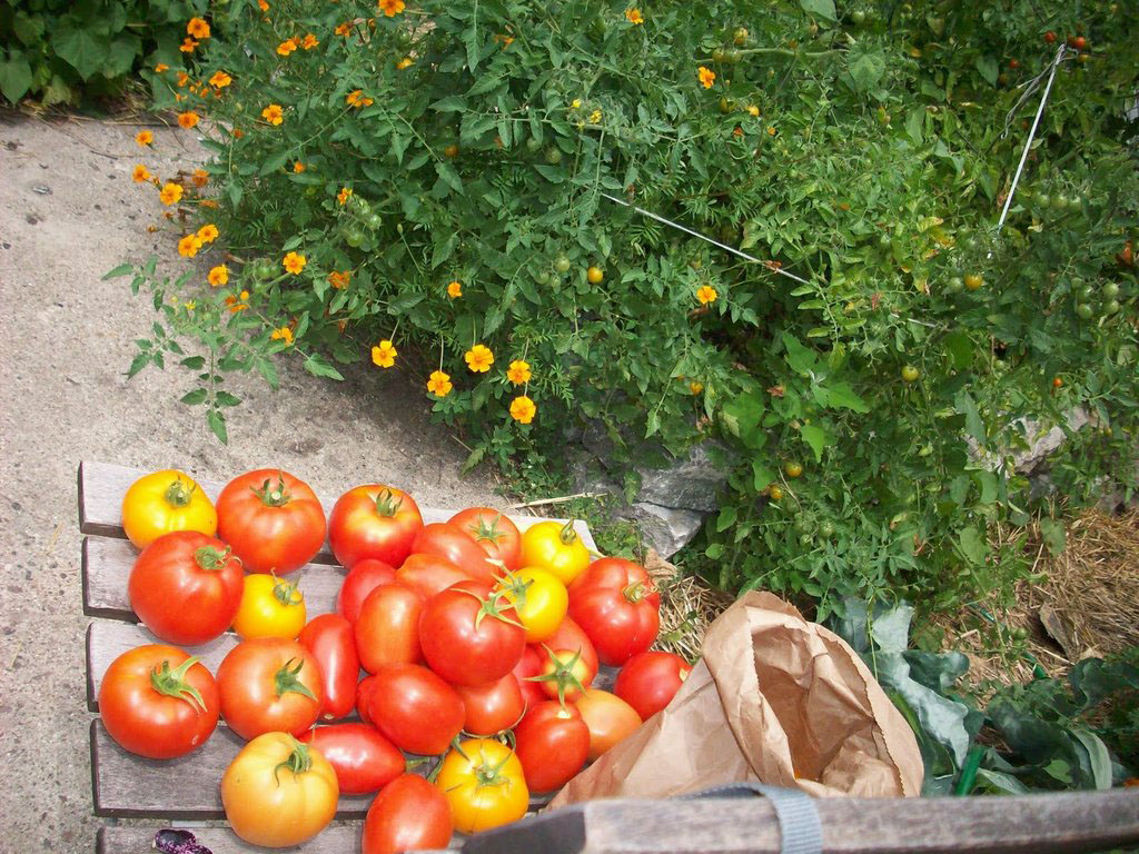 tomatoes from a garden share