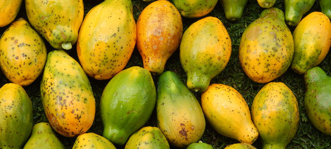 Papaya Waste: The Fuel of Hawaii