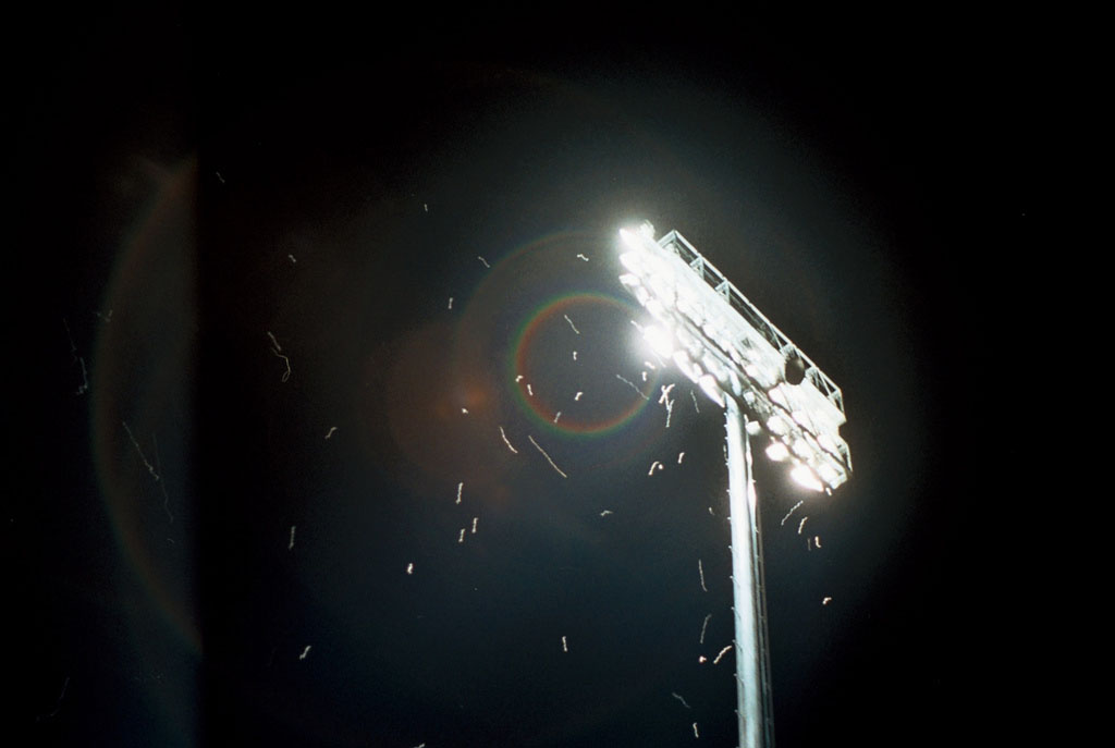 Insects attracted to a street light