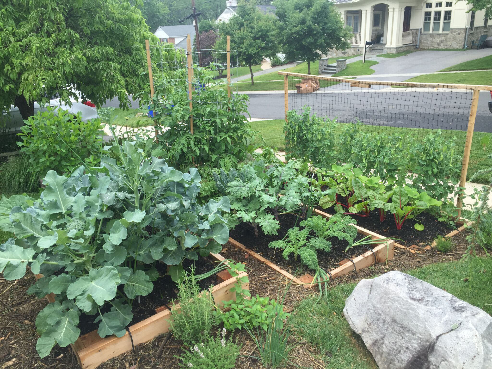 A terraced front yard vegetable garden