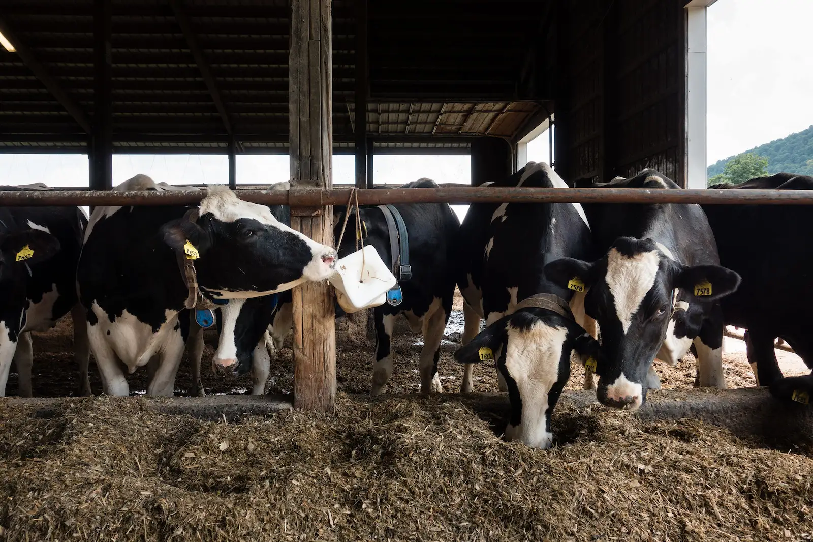 The current state of animal agriculture poses a ton of risks….how can we do meat and dairy farming differently?