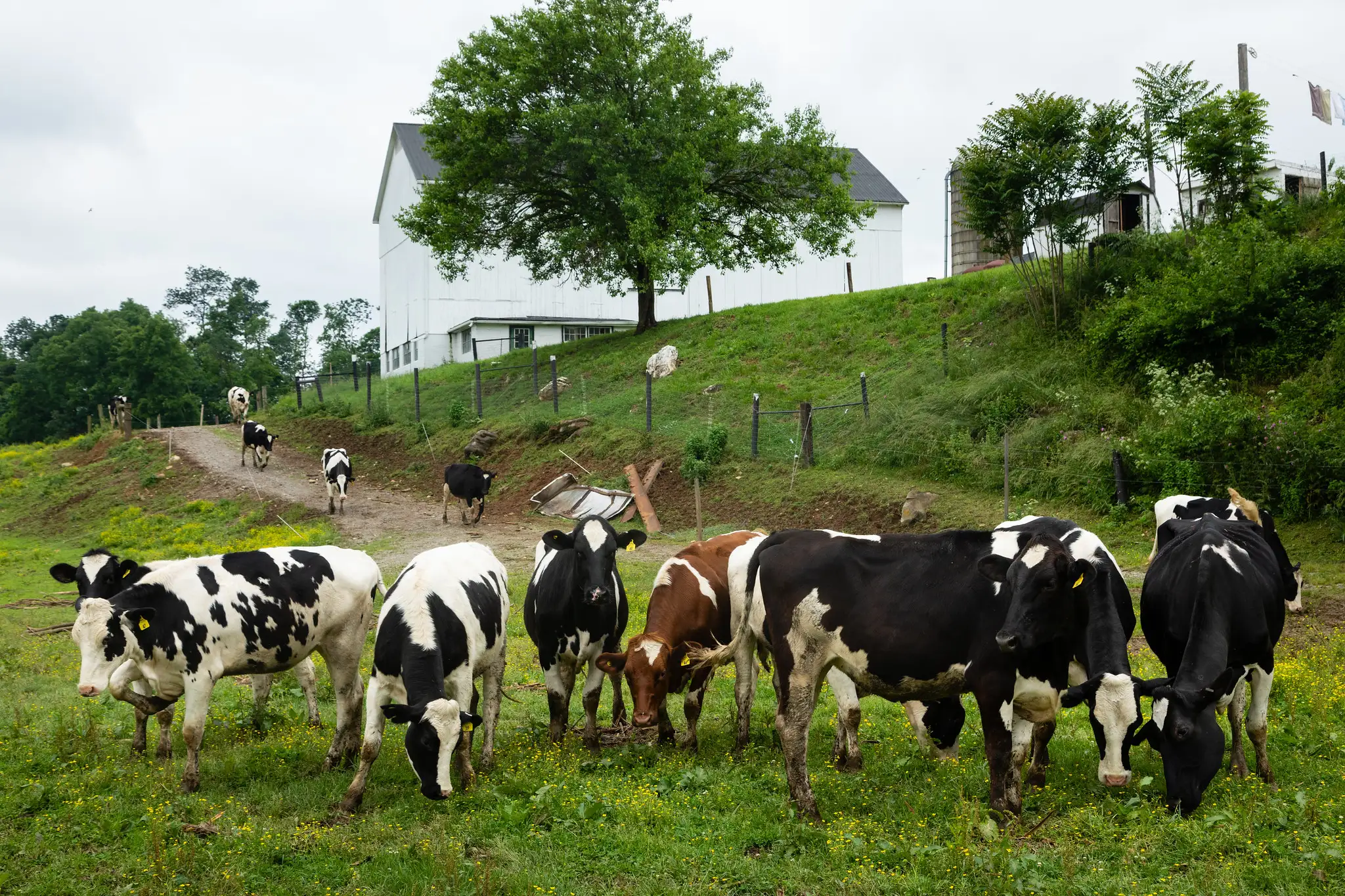 Cows graze on a regenerative farm