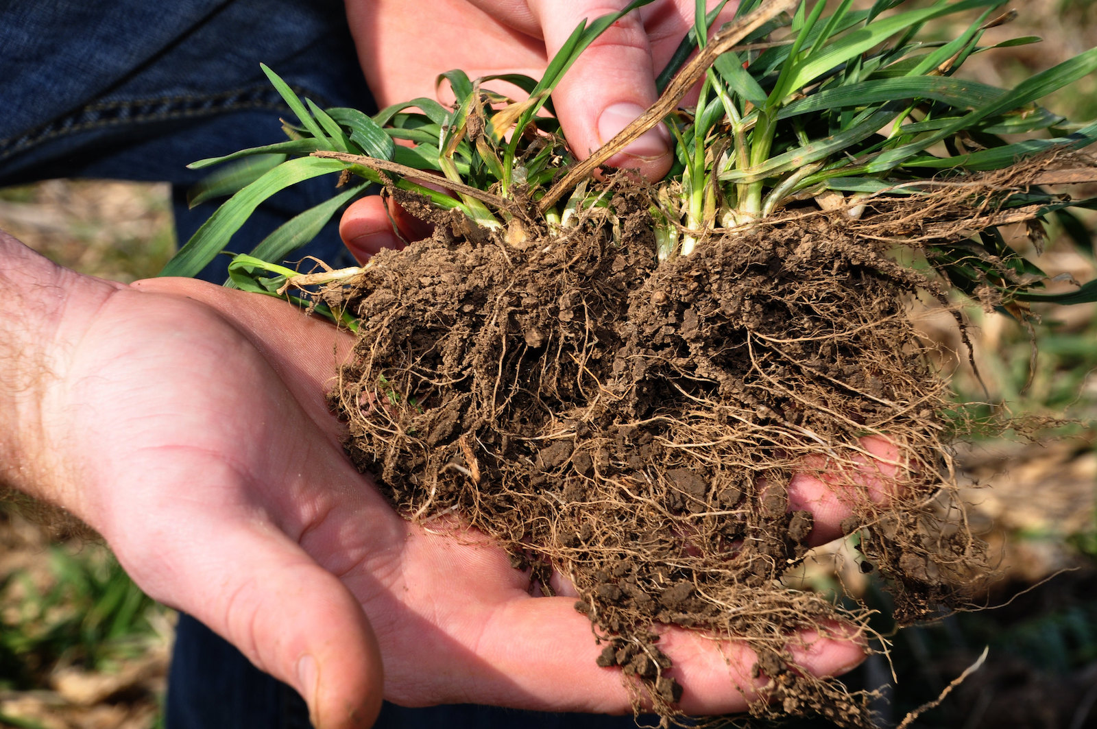 Cover Cropping for the Home Gardener