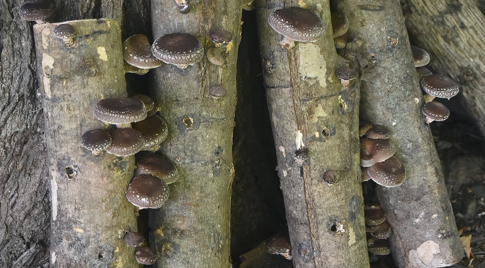 A Quick Guide to Growing Mushrooms at Home