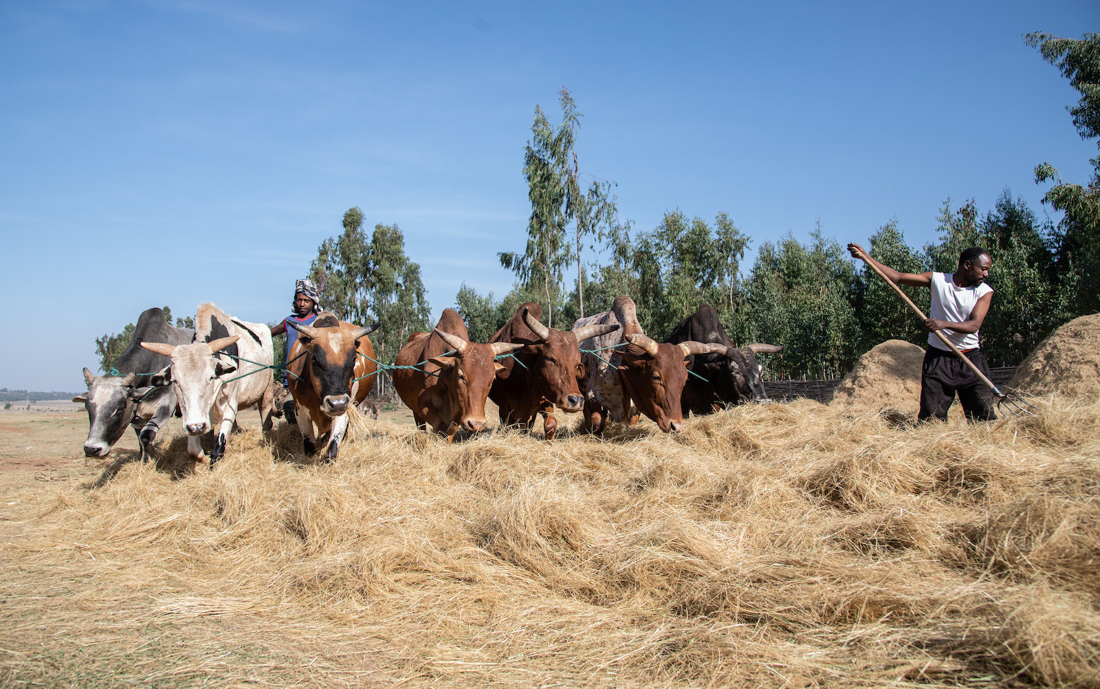 Farmers cultivating teff in Ethiopia.