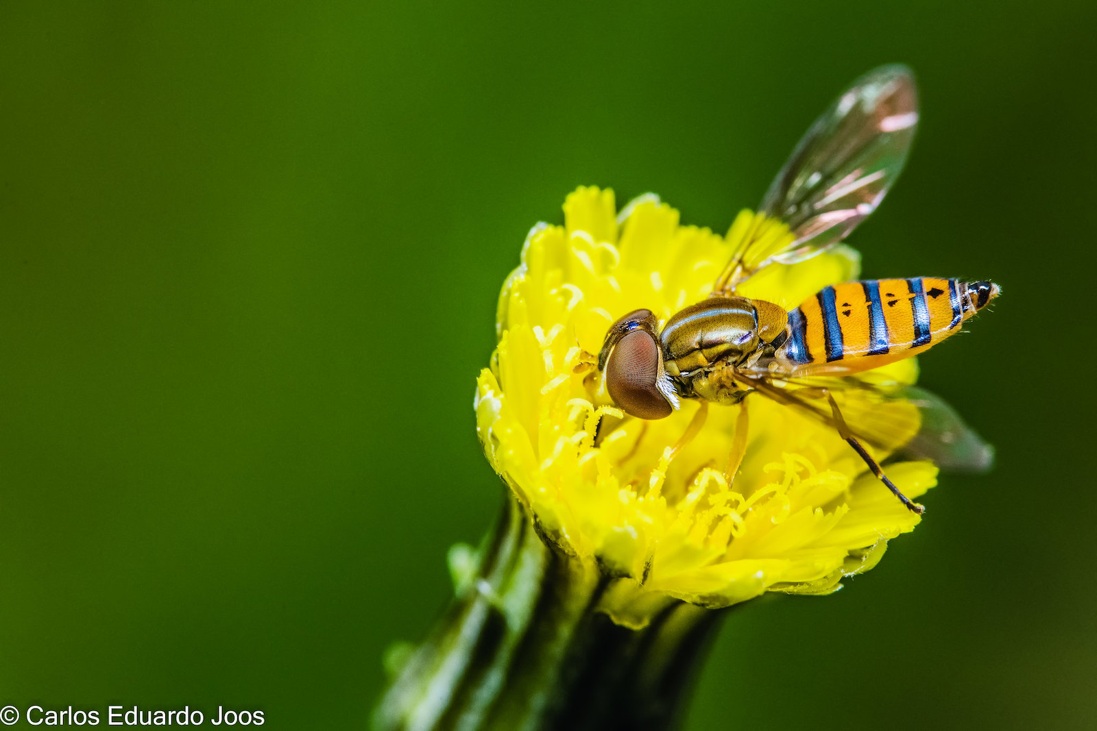 Hover flies are pollinators, and their larvae often eat aphids, preventing them from damaging crops.