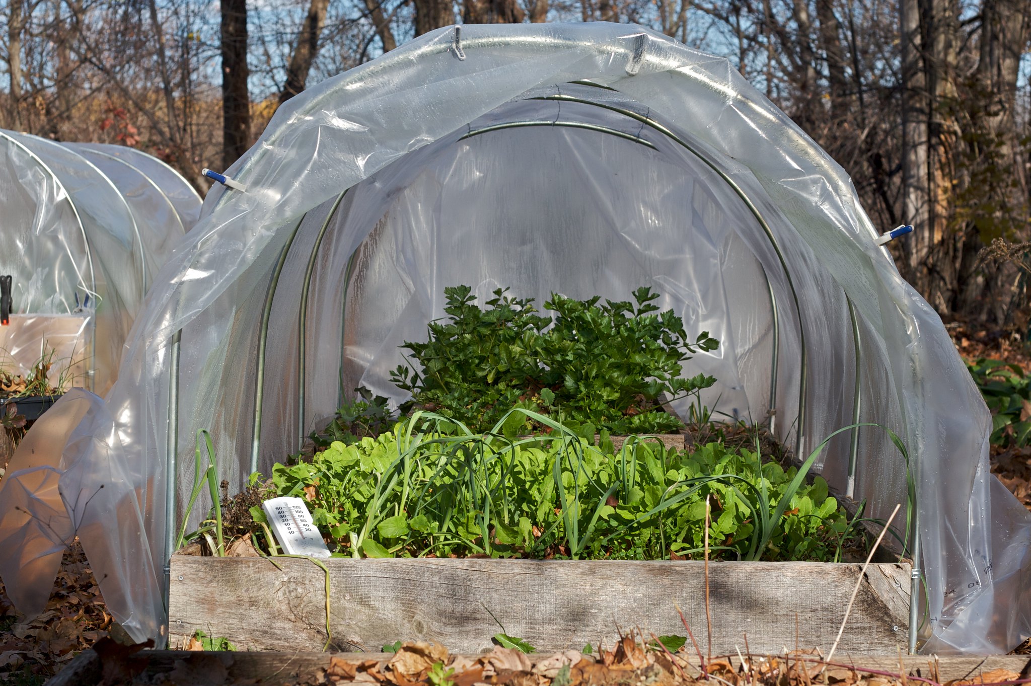 Extend Your Growing Season with Tips for Fall & Winter Gardening