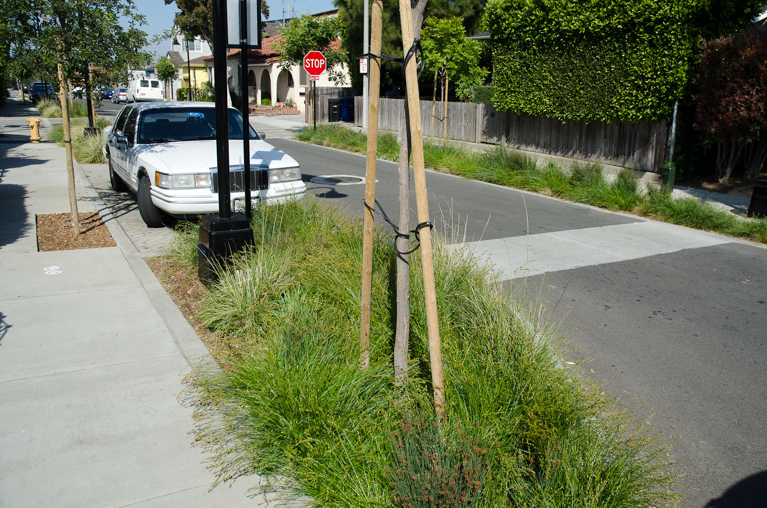 A bioswale in LA can collect polluted runoff and filter it into the sewer system