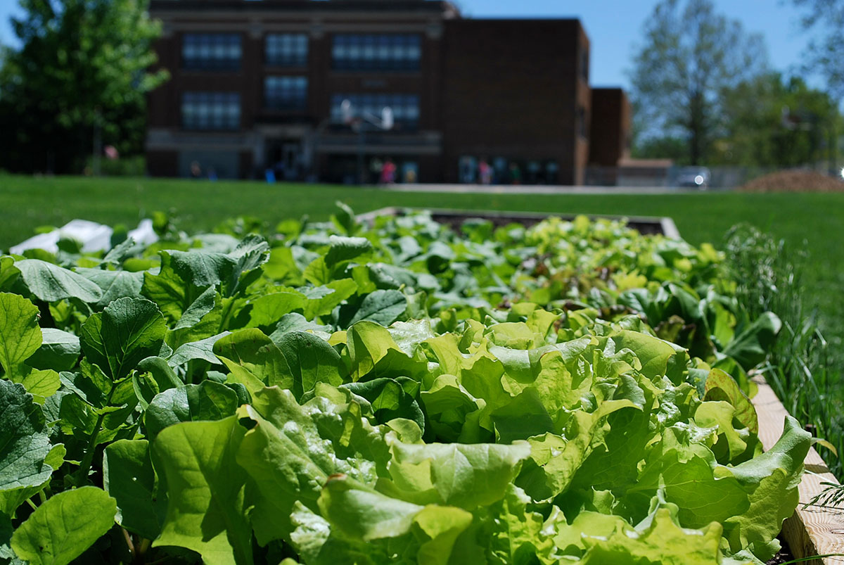 Farm-to-School: 4 Things I Learned Buying Local Food for a School District
