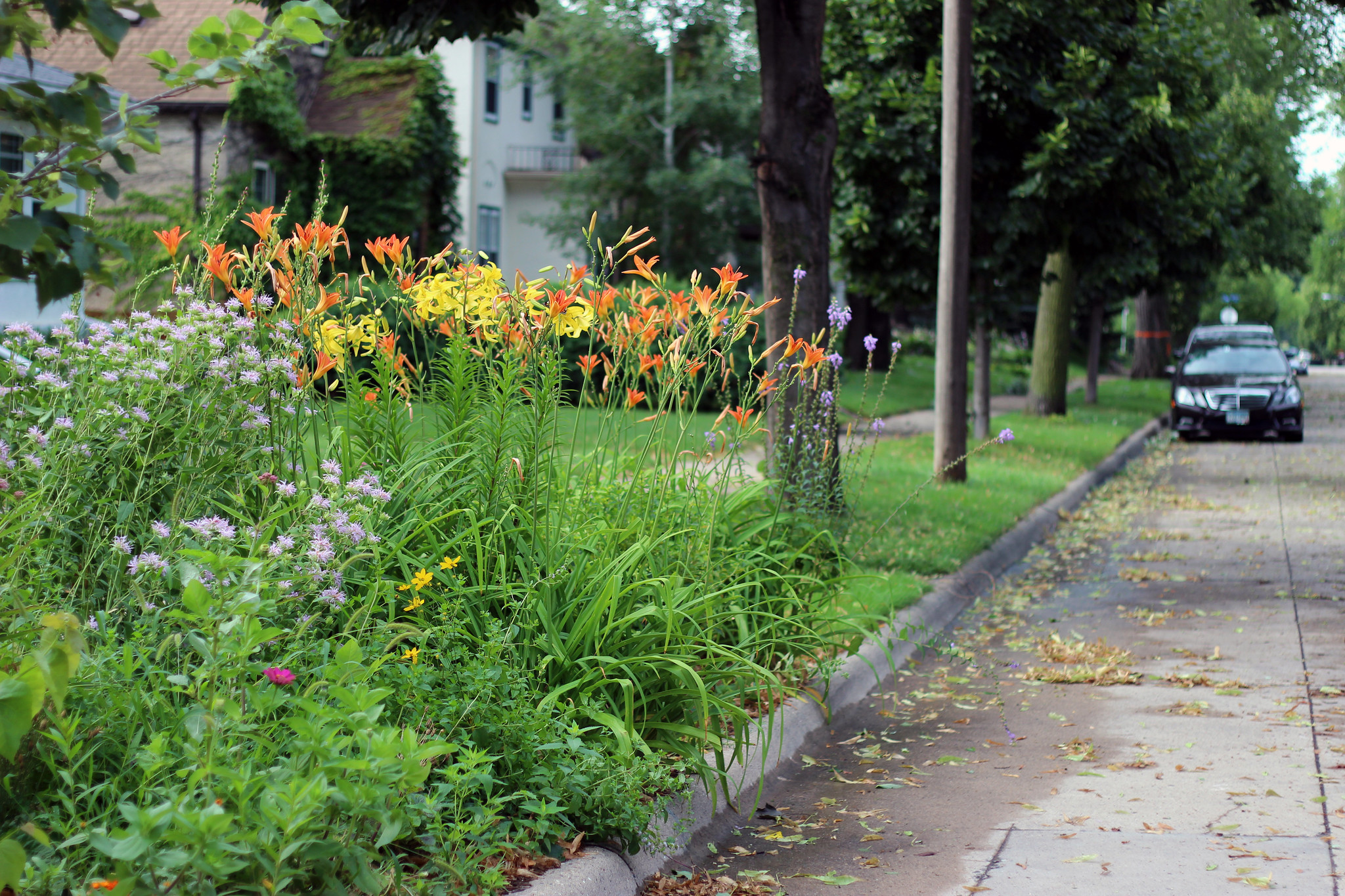 Pollinator Gardens