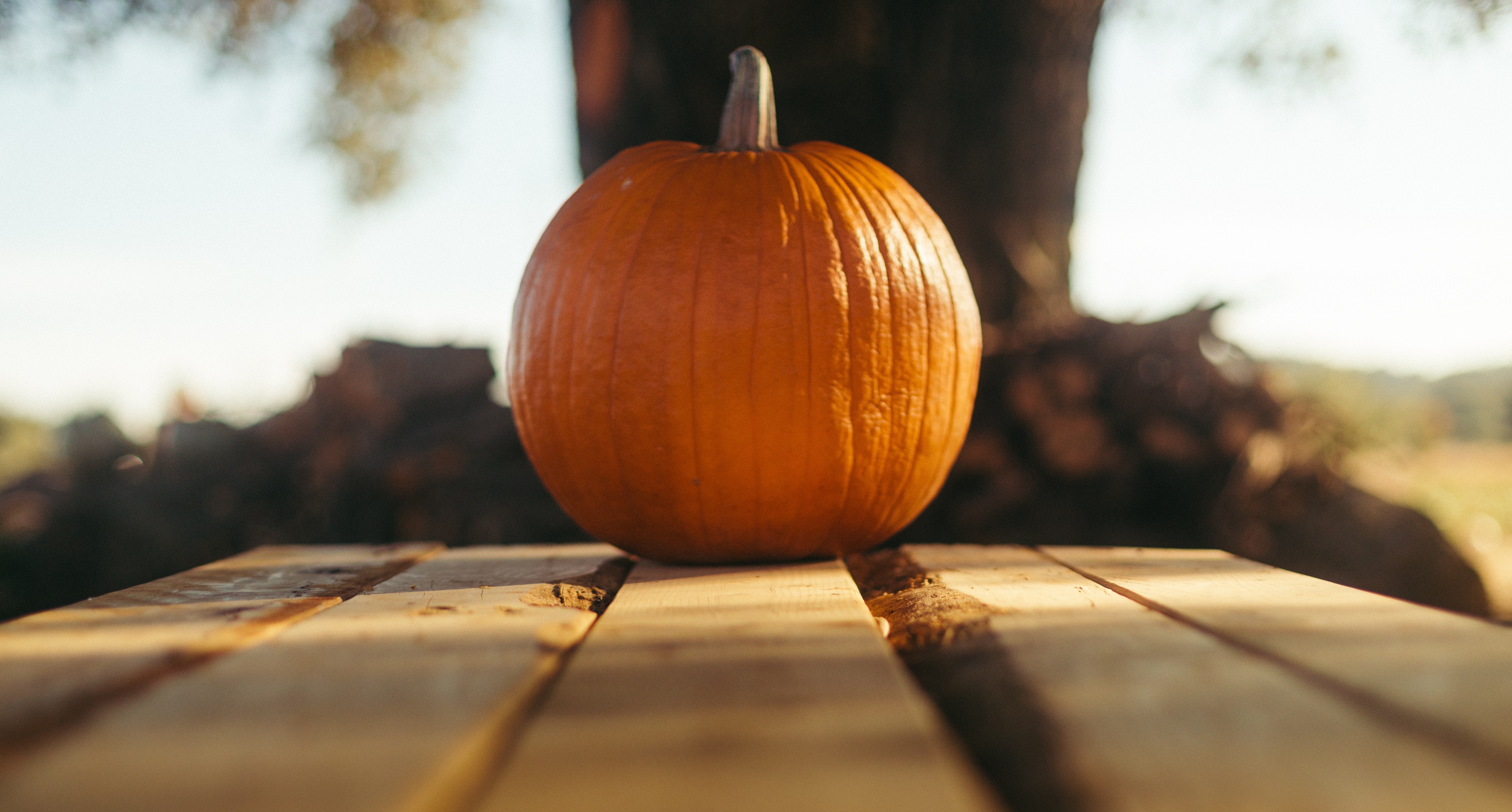 Skin to Seed: How to Eat an Entire Pumpkin