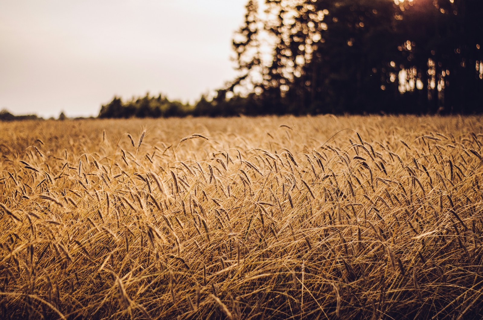 Foods of the Future: How Climate-Resilient Grains Might Save Agriculture