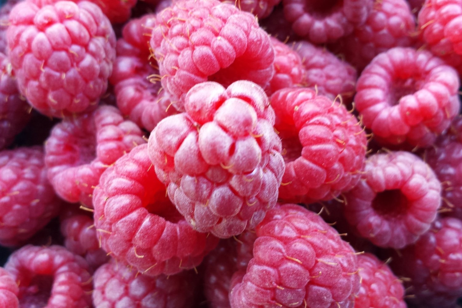 Raspberries