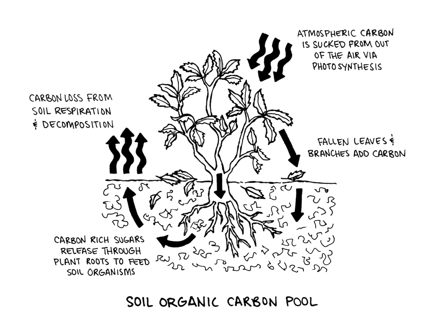 Soil + Oranics + Carbon