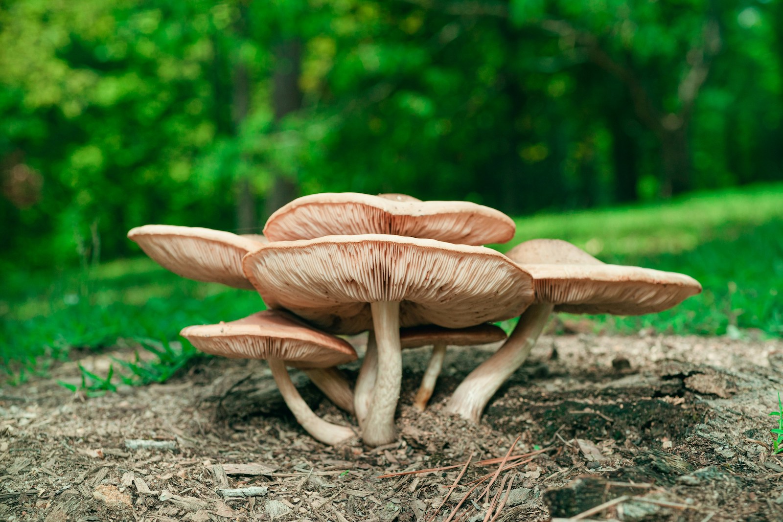 Foods of the Future: The Versatile Wonders of Mushrooms